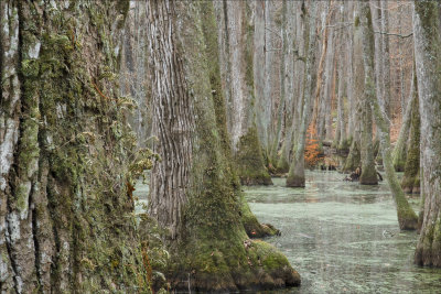 Cypress Swamp - Natchez Trace 