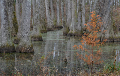 Cypress Swamp - Natchez Trace 