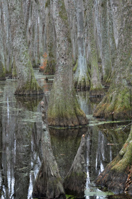 Cypress Swamp - Natchez Trace 