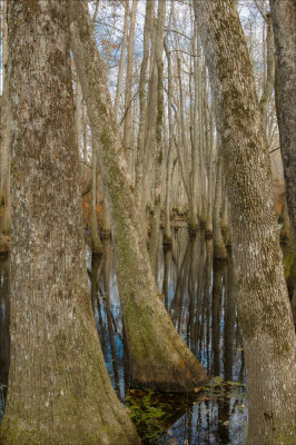 Cypress Swamp - Natchez Trace 