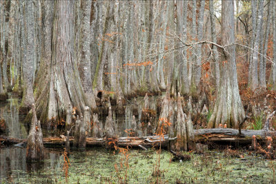 Cypress Swamp - Natchez Trace 