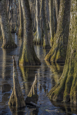 Frozen Swamp 1-2015