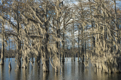 Swamp Off Yazoo River