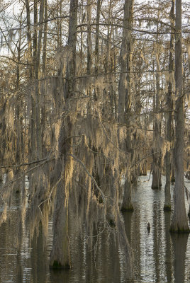 Swamp Off Yazoo River