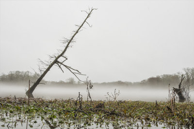 Riverbend in Fog