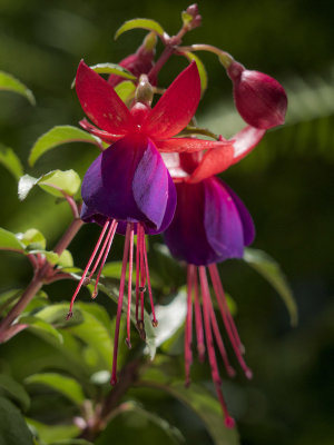 Fuchsia 