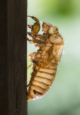 13-year Cicadas Invade Mississippi