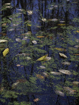 Fall Leaves & Duck Weed I 