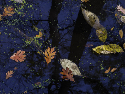 Fall Leaves & Duck Weed IV  