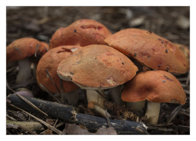  Mushrooms 6-2016