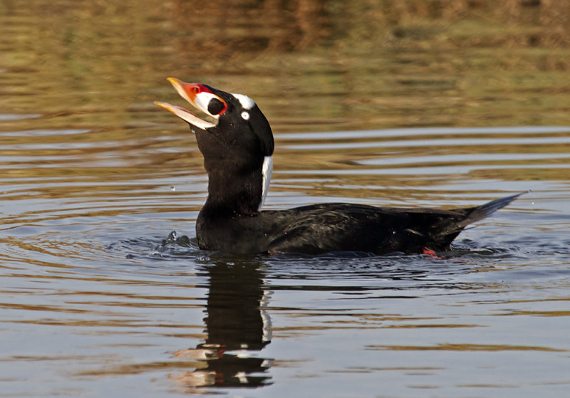 Surf Scoter<br> (Melanitta perspicillata)