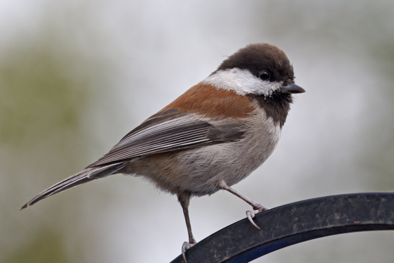 Chestnut-backed Chickadee<br> (Poecile rufescens)