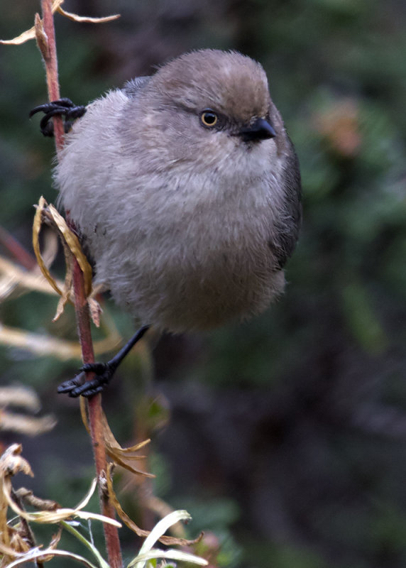 Bushtit (Female)<br> (Psaltriparus minimus)