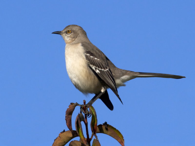 Northern Mockingbird<br> (Mimus polyglottos) 