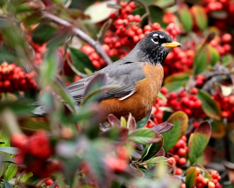 *Bird Behavior Sequence* <br> <br>American Robins  <br>and <br> Cedar Waxwings <br> => 11 Photos <= <br>
