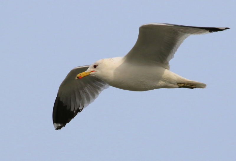 California Gull<br>Larus californicus