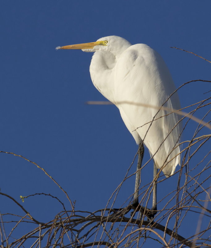 Great Egret<br> (Ardea alba)