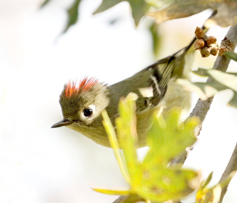 Ruby-crowned Kinglet<br> (Regulus calendula)