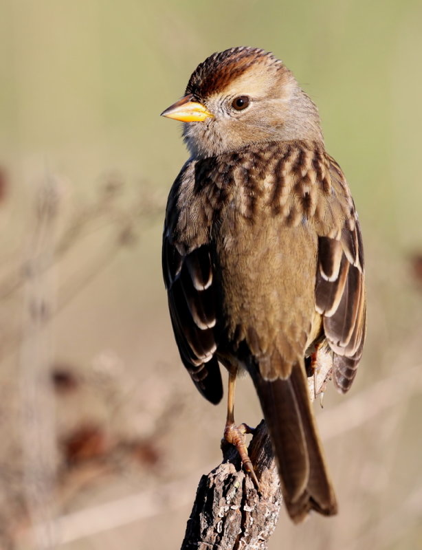 White-crowned Sparrow (2 Photos)<br> (Zonotrichia leucophrys) 