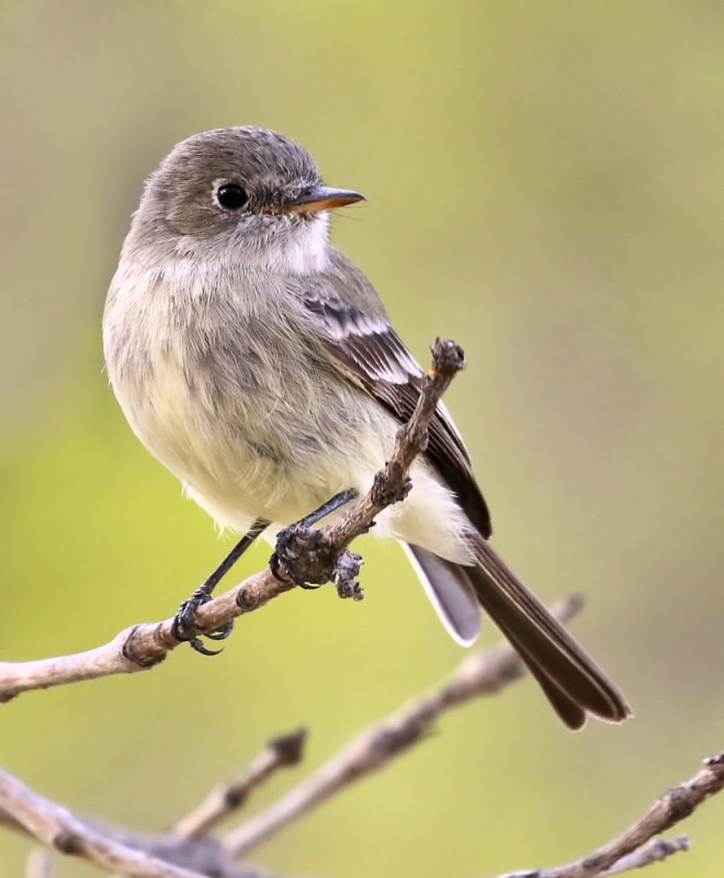Gray Flycatcher <br>(Empidonax wrightii) 