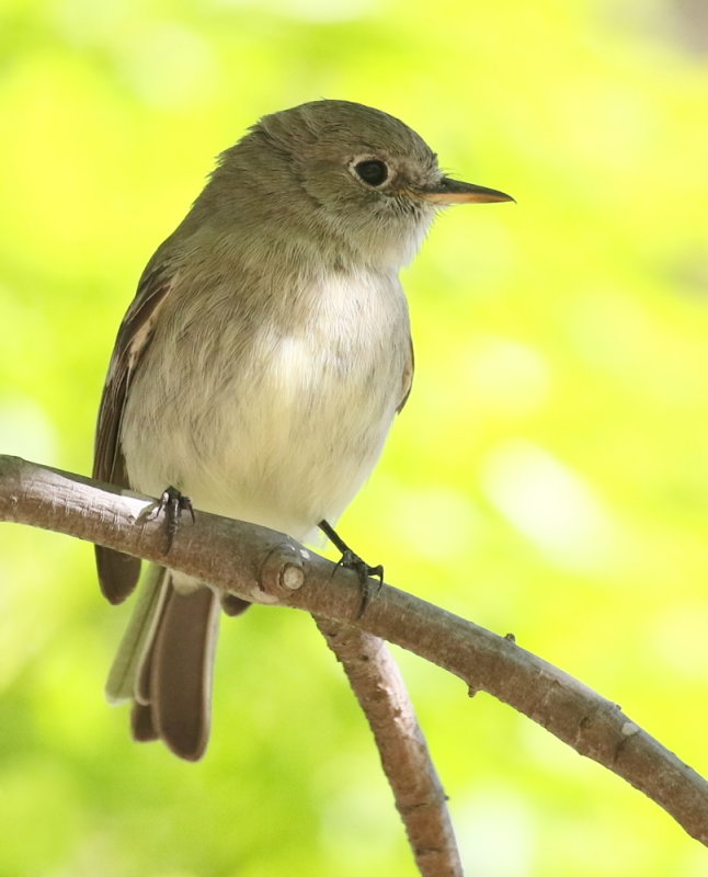 Gray Flycatcher <br>(Empidonax wrightii) 