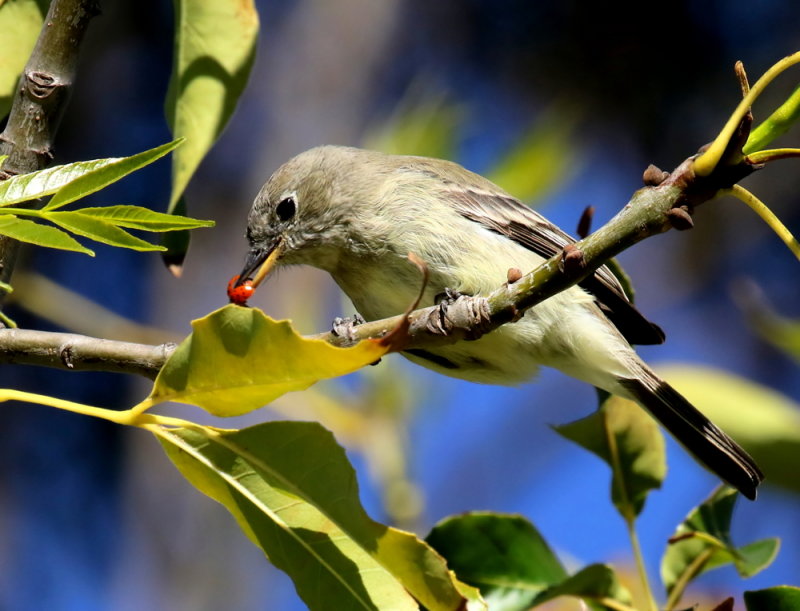 Gray Flycatcher devouring a ladybug<br> (9 photos)<br>(Empidonax wrightii) 