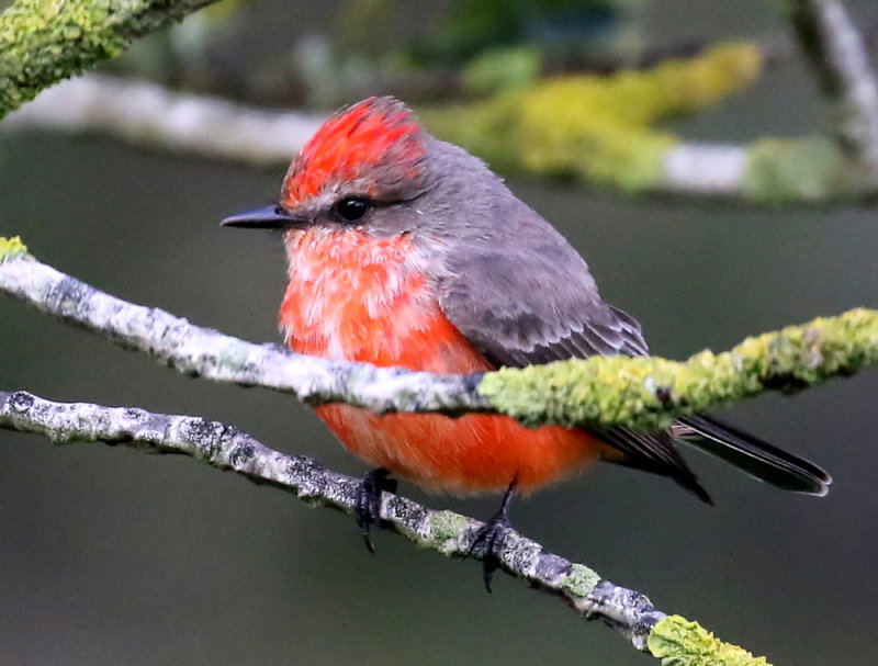  Vermilion Flycatcher (Immature Male) <br>(Pyrocephalus rubinus) 
