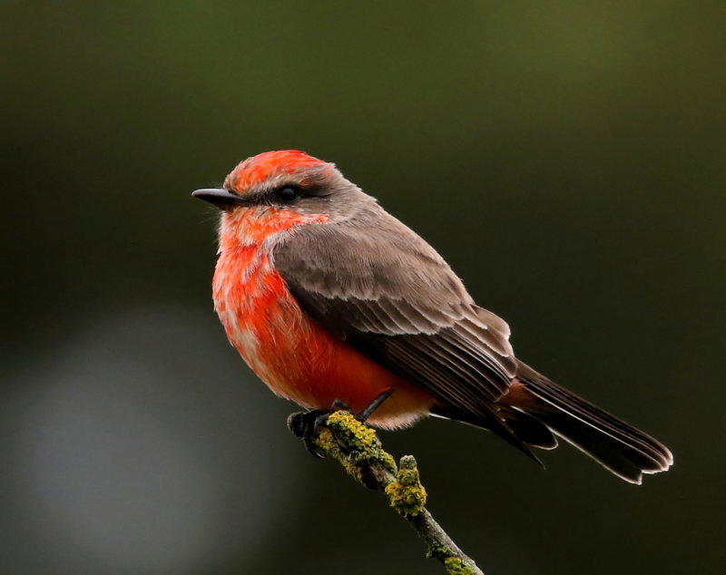 Vermilion Flycatcher (Immature Male) <br>(Pyrocephalus rubinus) 