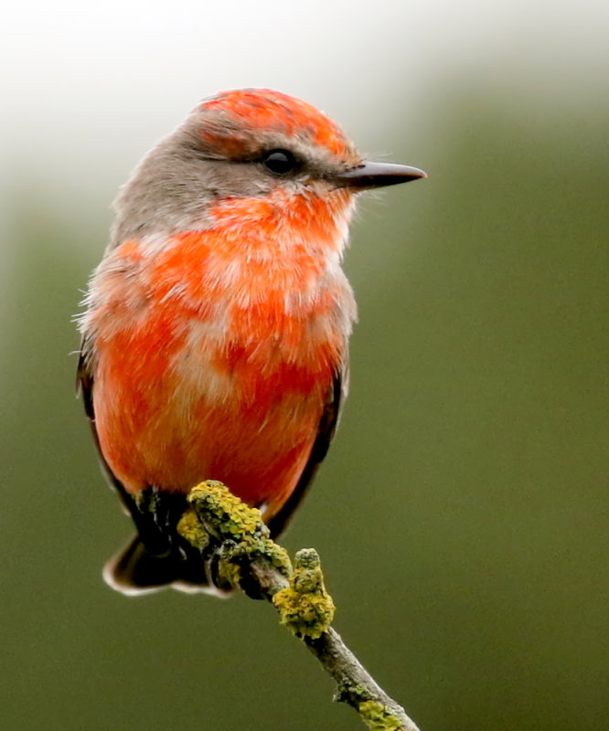 Vermilion Flycatcher (Immature Male) <br>(Pyrocephalus rubinus) 