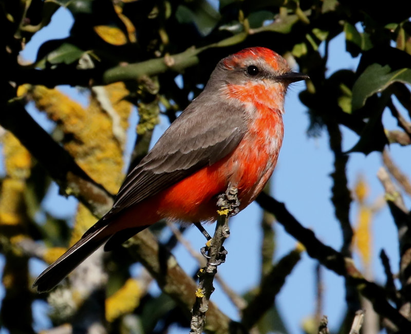 Vermilion Flycatcher (Immature Male)<br>(Pyrocephalus rubinus) 