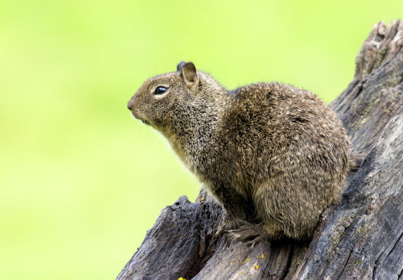 California Ground Squirrel<br> (Otospermophilus beecheyi)