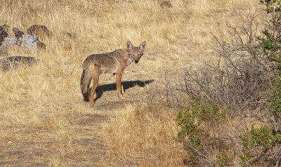 Coyote(Canis latrans)