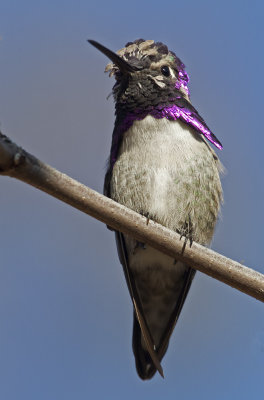 Costa's Hummingbird (Calypte costae) 