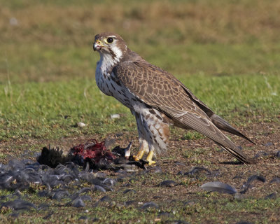  This Prairie Falcon had killed one of the numerous American Coots on the grass adjacent to Shoreline Lake