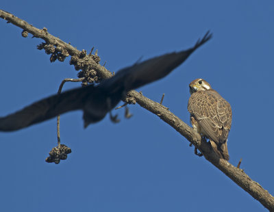 An American Crow flew in and got immediate attention from the falcon. </f
