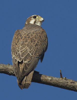 Prairie Falcon  (Falco mexicanus)