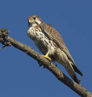 As can be seen in this shot and a couple others, this falcon has a very full crop from its recent meal. </