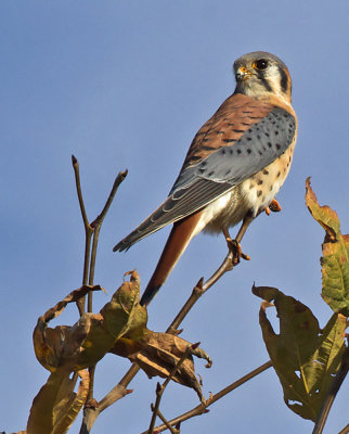 American Kestrel <br>(Falco sparverius)