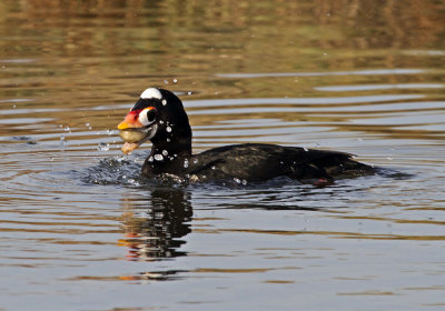 Surf Scoter<br> (Melanitta perspicillata)