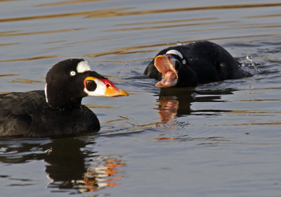 A sudden dispute over prime clam territory