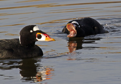  A sudden dispute over prime clam territory