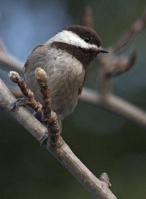 Chestnut-backed Chickadee (Poecile rufescens)