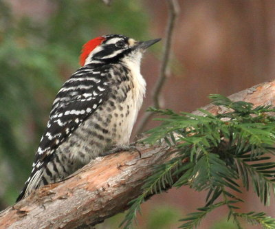 Nutgall's Woodpecker (Dryobates nuttallii) 