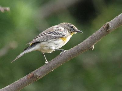 Yellow-Rumped Warbler(Setophaga coronata)
