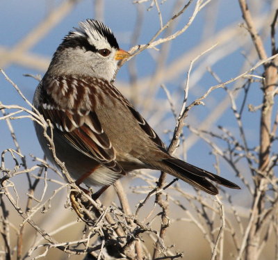 White-crowned Sparrow (Zonotrichia leucophrys) 