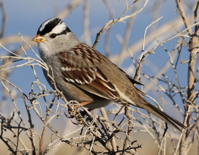 White-crowned Sparrow<br> (Zonotrichia leucophrys) 