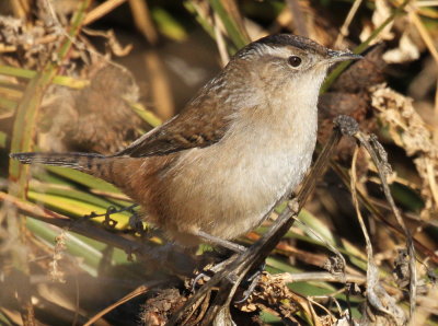 Marsh Wren (Cistothorus palustris)