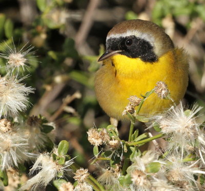 Common Yellowthroat (Geothlypis trichas)