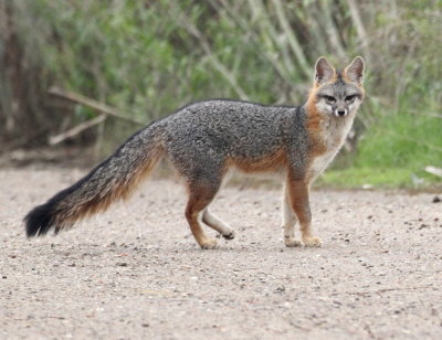 Gray Fox (6X) (Urocyon cinereoargenteus)