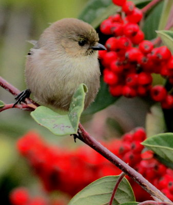 Bushtit (Male) (Psaltriparus minimus)